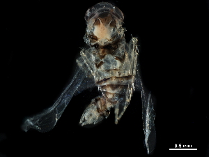  ( - BIOUG10362-G04)  @11 [ ] CreativeCommons - Attribution (2017) CBG Photography Group Centre for Biodiversity Genomics