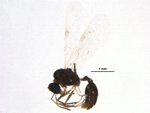  (Temnothorax nevadensis - BIOUG10542-B07)  @14 [ ] CreativeCommons - Attribution (2014) CBG Photography Group Centre for Biodiversity Genomics