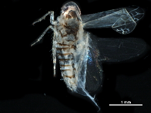  ( - BIOUG10616-F12)  @11 [ ] CreativeCommons - Attribution (2017) CBG Photography Group Centre for Biodiversity Genomics