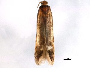  ( - BIOUG10885-H05)  @12 [ ] CreativeCommons - Attribution (2014) CBG Photography Group Centre for Biodiversity Genomics