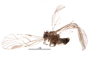  (Blaste sp. 1KJ&EM - BIOUG10897-A02)  @14 [ ] CreativeCommons - Attribution (2016) CBG Photography Group Centre for Biodiversity Genomics