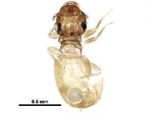  ( - BIOUG10897-A03)  @11 [ ] CreativeCommons - Attribution (2016) CBG Photography Group Centre for Biodiversity Genomics