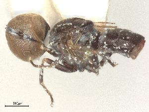  ( - BIOUG11441-B02)  @11 [ ] CreativeCommons - Attribution Share - Alike (2025) CBG Photography Group Centre for Biodiversity Genomics