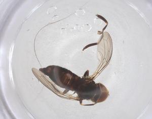  ( - BIOUG11441-G09)  @11 [ ] CreativeCommons - Attribution Share - Alike (2025) Centre for Biodiversity Genomics Centre for Biodiversity Genomics