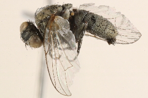  ( - BIOUG11442-F05)  @14 [ ] CreativeCommons - Attribution (2015) CBG Photography Group Centre for Biodiversity Genomics