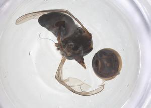  ( - BIOUG11443-G01)  @11 [ ] CreativeCommons - Attribution Share - Alike (2025) Centre for Biodiversity Genomics Centre for Biodiversity Genomics