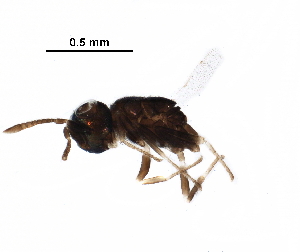  ( - BIOUG12264-A02)  @12 [ ] CreativeCommons - Attribution (2017) CBG Photography Group Centre for Biodiversity Genomics