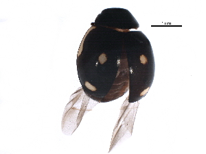  (Hyperaspis lateralis - BIOUG12265-G08)  @14 [ ] CreativeCommons - Attribution (2015) CBG Photography Group Centre for Biodiversity Genomics