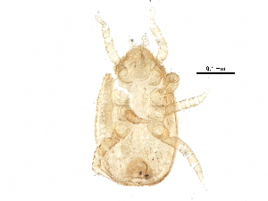  (Iphidozercon sp. JCS10 - BIOUG12394-C12)  @13 [ ] CreativeCommons - Attribution (2015) CBG Photography Group Centre for Biodiversity Genomics