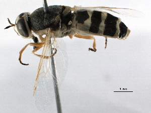  (Odontomyia inaequalis group - BIOUG12395-G11)  @13 [ ] CreativeCommons - Attribution (2015) CBG Photography Group Centre for Biodiversity Genomics