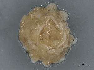  ( - CBG-A00292-E01)  @11 [ ] CreativeCommons - Attribution (2023) CBG Photography Group Centre for Biodiversity Genomics