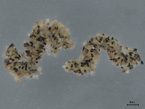  ( - CBG-A00295-B11)  @11 [ ] CreativeCommons - Attribution (2023) CBG Photography Group Centre for Biodiversity Genomics