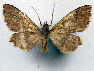  (Crypsimetalla aurata - 1246583_NGS)  @11 [ ] CreativeCommons - Attribution Non-Commercial Share-Alike (2015) Smithsonian Institution Smithsonian Institution