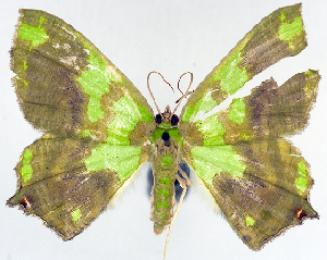  (Agathia obnubilata obnubilata - 817333_NGS)  @11 [ ] CreativeCommons - Attribution (2015) Smithsonian Institution Smithsonian Institution