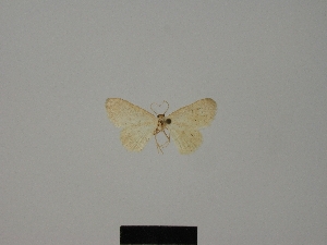  (Idaea oberthuri - BC ZSM Lep 84169_NGS)  @11 [ ] CreativeCommons - Attribution Non-Commercial Share-Alike (2014) Axel Hausmann SNSB, Zoologische Staatssammlung Muenchen