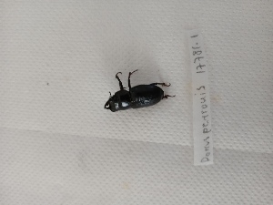  (Dorcus peyronis - BGE_00203_H10)  @11 [ ] CreativeCommons  Attribution Non-Commercial Share-Alike (2024) Bolanakis Giannis Natural History Museum Crete