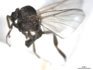  ( - BIOUG02455-F05)  @12 [ ] CreativeCommons - Attribution (2012) CBG Photography Group Centre for Biodiversity Genomics