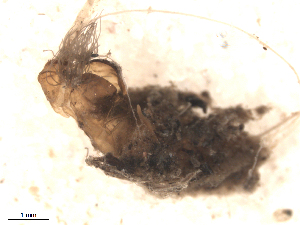  ( - BIOUG02455-B12)  @12 [ ] CreativeCommons - Attribution (2012) CBG Photography Group Centre for Biodiversity Genomics