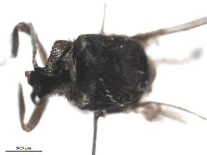  (Cnesia nr. dissimilis - BIOUG02455-F05)  @12 [ ] CreativeCommons - Attribution (2012) CBG Photography Group Centre for Biodiversity Genomics