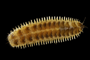 (Malmgrenia lunulata - NIB_CCM_0129)  @11 [ ] BY-NC (2021) Bernard Picton Queens University Belfast