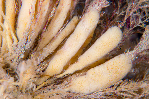  (Amphilectus lobatus - NIB_CCM_0845)  @11 [ ] by_nc (2023) Picton, B.E. Queen's University, Belfast