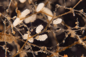  (Eubranchus exiguus - NIB_CCM_0900)  @11 [ ] by_nc (2023) Picton, B.E. Queen's University, Belfast