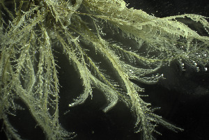  ( - NIB_CCM_1016)  @11 [ ] CC-BY (2025) Christine Morrow Queen's University, Belfast