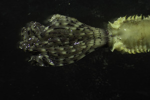  (Bispira polyomma - NIB_CCM_1230)  @11 [ ] CC-BY (2025) Christine Morrow Queen's University, Belfast
