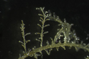  (Lafoea fruticosa - NIB_CCM_1284)  @11 [ ] CC-BY (2025) Christine Morrow Queen's University, Belfast