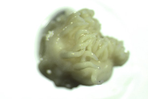  (Aeolidiella alderi - NIB_CCM_1310)  @11 [ ] CC-BY (2025) Christine Morrow Queen's University, Belfast