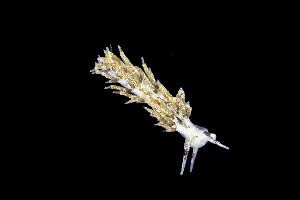  ( - NIB_CCM_1159)  @11 [ ] CC-BY (2025) Bernard Picton Queen's University, Belfast