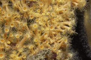  (Parazoanthus axinellae - NIB_CCM_1181)  @11 [ ] CC-BY (2025) Bernard Picton Queen's University, Belfast