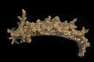  ( - NIB_CCM_1192)  @11 [ ] CC-BY (2025) Bernard Picton Queen's University, Belfast