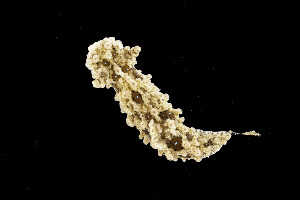  ( - NIB_CCM_1279)  @11 [ ] CC-BY (2025) Bernard Picton Queen's University, Belfast