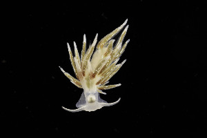  ( - NIB_CCM_1283)  @11 [ ] CC-BY (2025) Bernard Picton Queen's University, Belfast