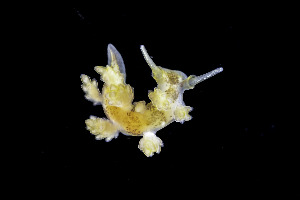  (Doto lemchei - NIB_CCM_1282)  @11 [ ] CC-BY (2025) Bernard Picton Queen's University, Belfast