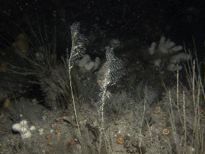  ( - NIB_CCM_1247)  @11 [ ] CC-BY (2025) Libby Keatley Queen's University, Belfast