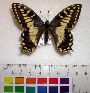  (Papilio hospiton - EC-021)  @15 [ ] Unspecified (default): All Rights Reserved  Unspecified Unspecified