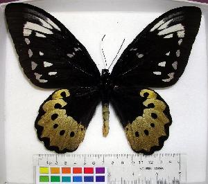  (Ornithoptera goliath - EC-086)  @14 [ ] Unspecified (default): All Rights Reserved  Unspecified Unspecified