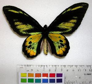  (Ornithoptera rothschildi - EC-094)  @14 [ ] Unspecified (default): All Rights Reserved  Unspecified Unspecified