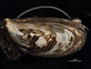  ( - BIOUG13626-G06)  @11 [ ] CreativeCommons - Attribution (2014) CBG Photography Group Centre for Biodiversity Genomics