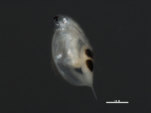  ( - 09PROBE-008712)  @12 [ ] CreativeCommons - Attribution (2009) CBG Photography Group Centre for Biodiversity Genomics
