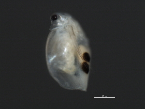  ( - 09PROBE-008713)  @12 [ ] CreativeCommons - Attribution (2009) CBG Photography Group Centre for Biodiversity Genomics