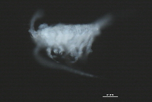  ( - 09PROBE-008779)  @11 [ ] CreativeCommons - Attribution (2009) CBG Photography Group Centre for Biodiversity Genomics