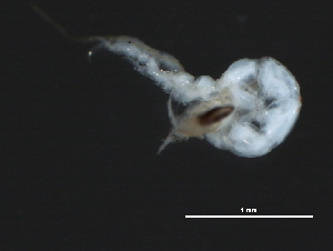  ( - 10BIOBC-00849)  @13 [ ] CreativeCommons - Attribution (2010) CBG Photography Group Centre for Biodiversity Genomics