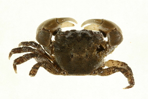  (Hemigrapsus oregonensis - NJCS-20)  @16 [ ] CreativeCommons - Attribution (2010) CBG Photography Group Centre for Biodiversity Genomics