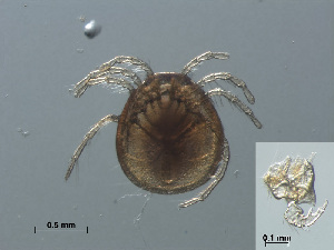  (Mideopsis crassipes - RMNH.ACA.357)  @13 [ ] CreativeCommons - Attribution Non-Commercial Share-Alike (2015) Unspecified Naturalis Biodiversity Center