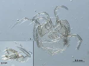  (Limnesia koenikei - RMNH.ACA.364)  @12 [ ] CreativeCommons - Attribution Non-Commercial Share-Alike (2015) Unspecified Naturalis Biodiversity Center