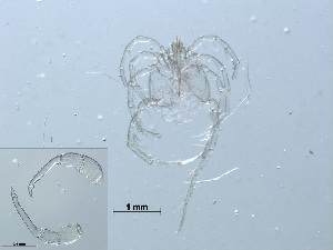  (Limnesia fulgida - RMNH.ACA.388)  @13 [ ] CreativeCommons - Attribution Non-Commercial Share-Alike (2015) Unspecified Naturalis Biodiversity Center