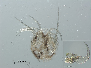  (Limnesia undulata - RMNH.ACA.394)  @13 [ ] CreativeCommons - Attribution Non-Commercial Share-Alike (2015) Unspecified Naturalis Biodiversity Center